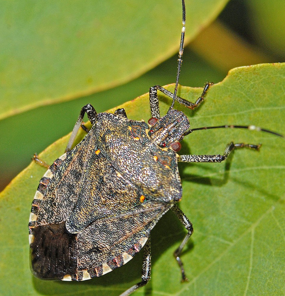 Stink Bug
